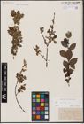 Foto von Salix aurita L.